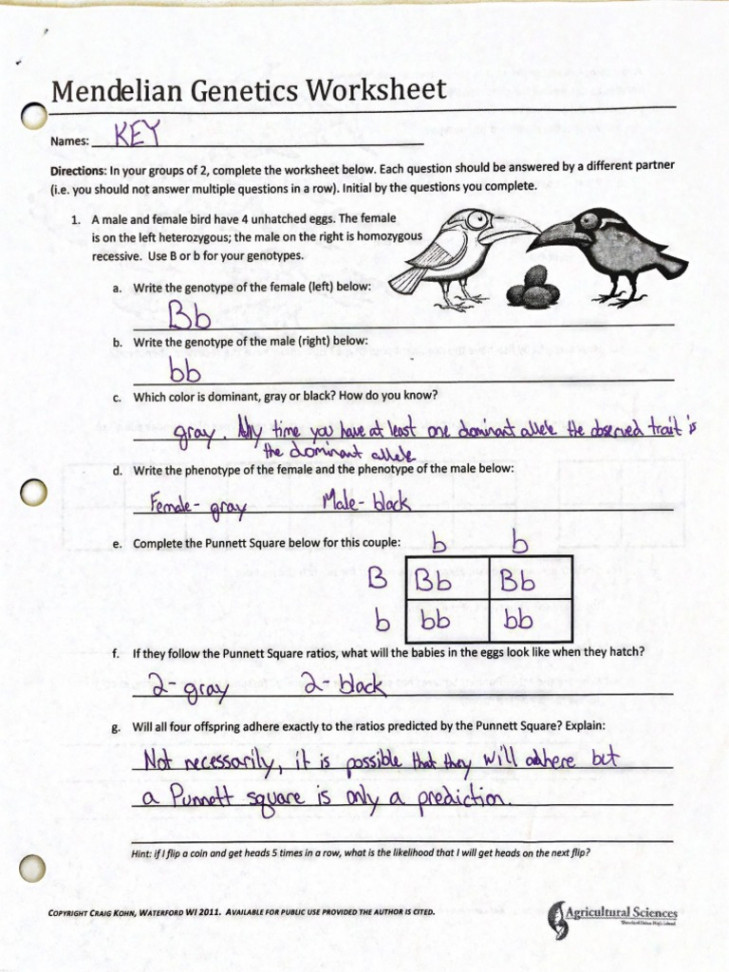 Mendelian Genetics Key  PDF