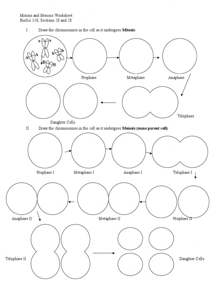 Mitosis and Meiosis Worksheet  PDF