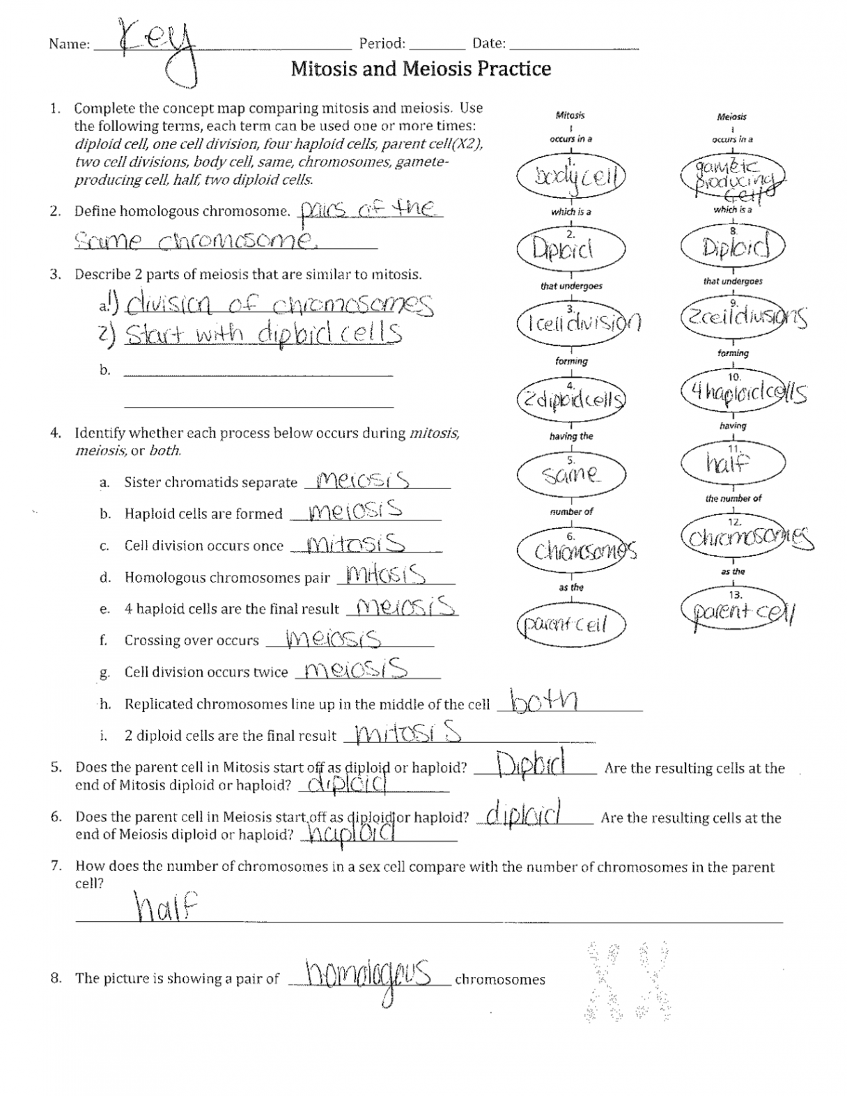 Mitosis vs Meiosis Worksheet Answer Key  Exercises Cell Biology