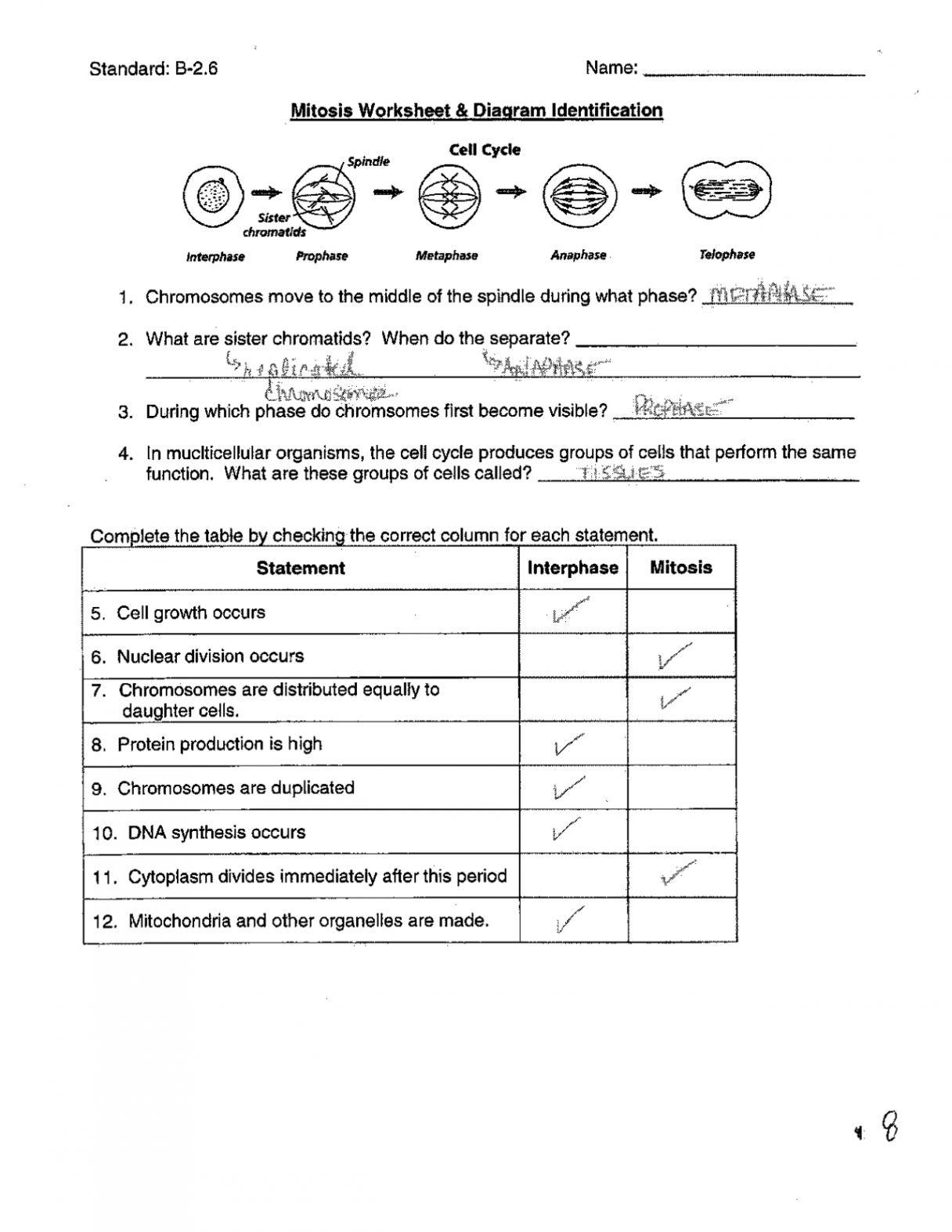 Mitosis Worksheet and Diagram Identification  Exercises Cell