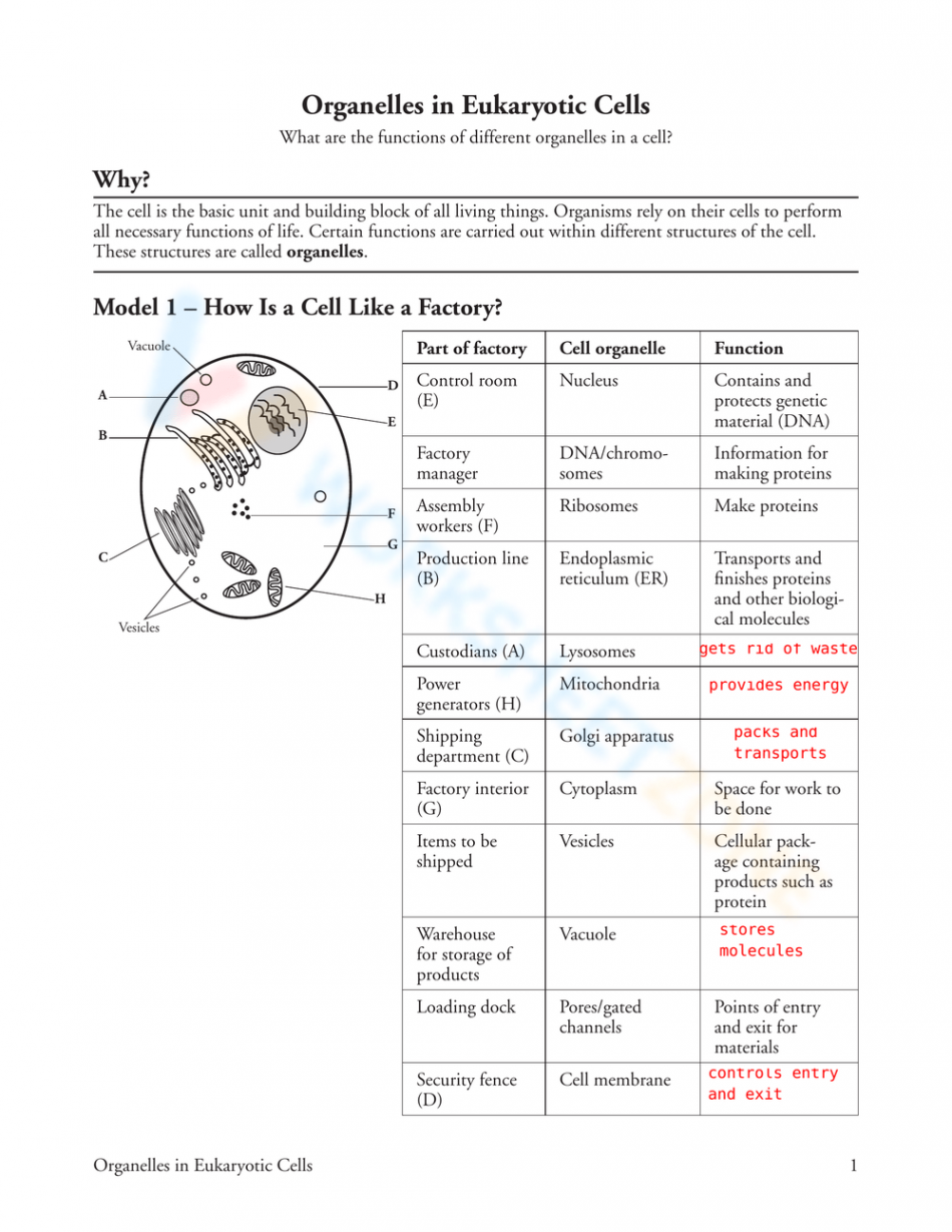 Organelles In Eukaryotic Cells Worksheet