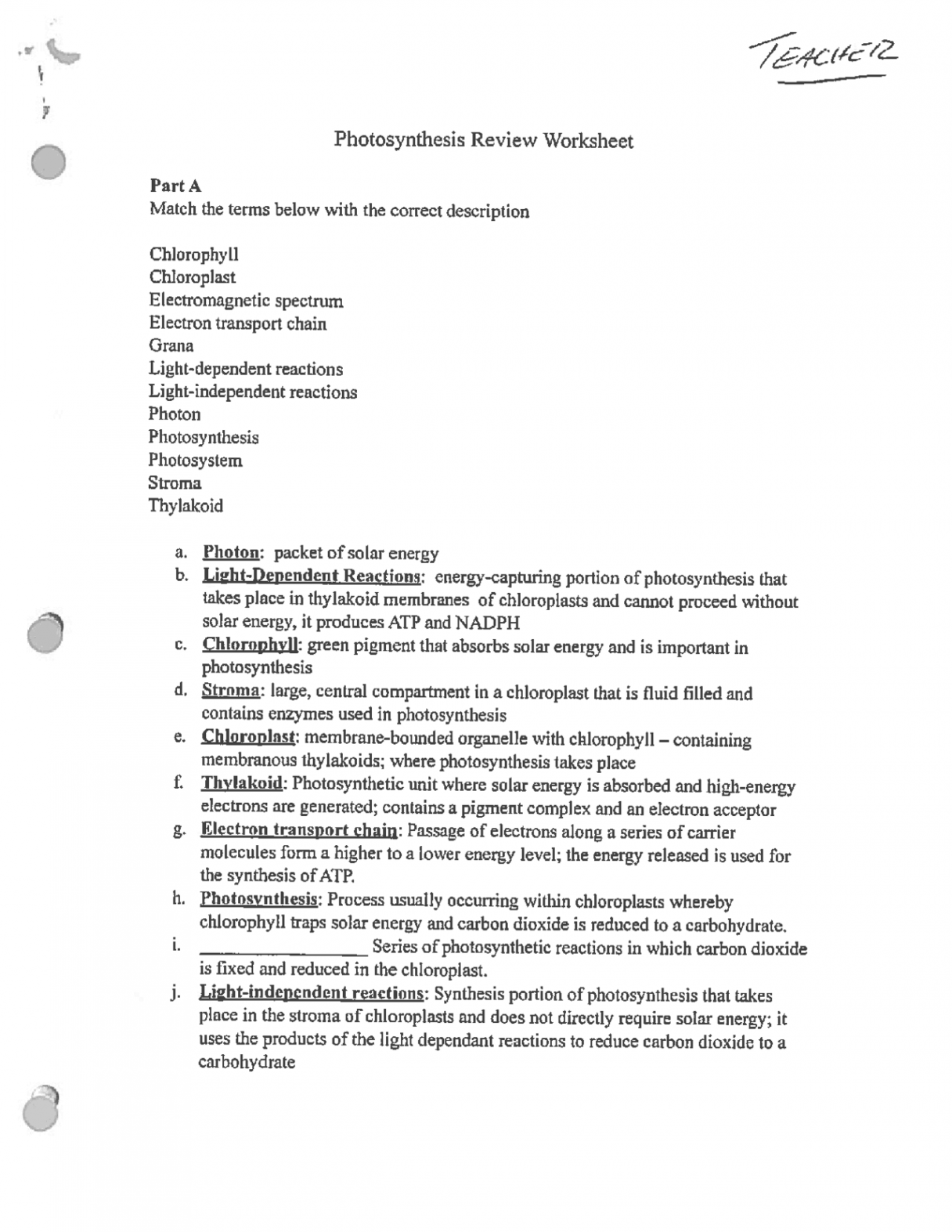 Overview of Photosynthesis Review Worksheet Answer Key  Exercises