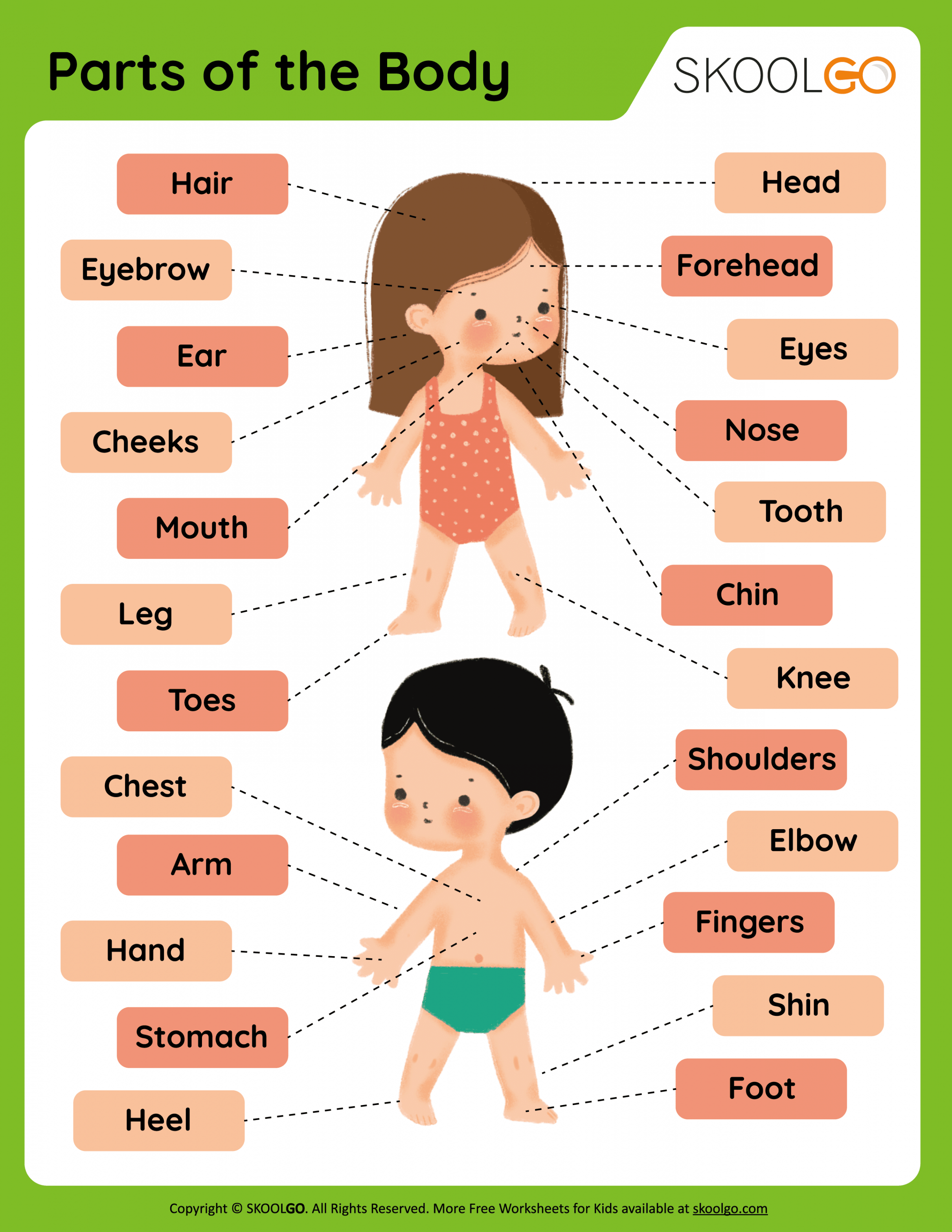 Parts of the Body - Free Worksheet - SKOOLGO