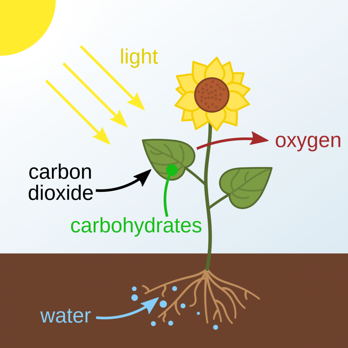 Photosynthesis - Simple English Wikipedia, the free encyclopedia