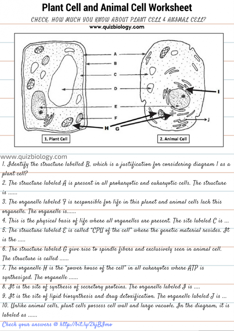 Plant Cell and Animal Cell Diagram Worksheet PDF