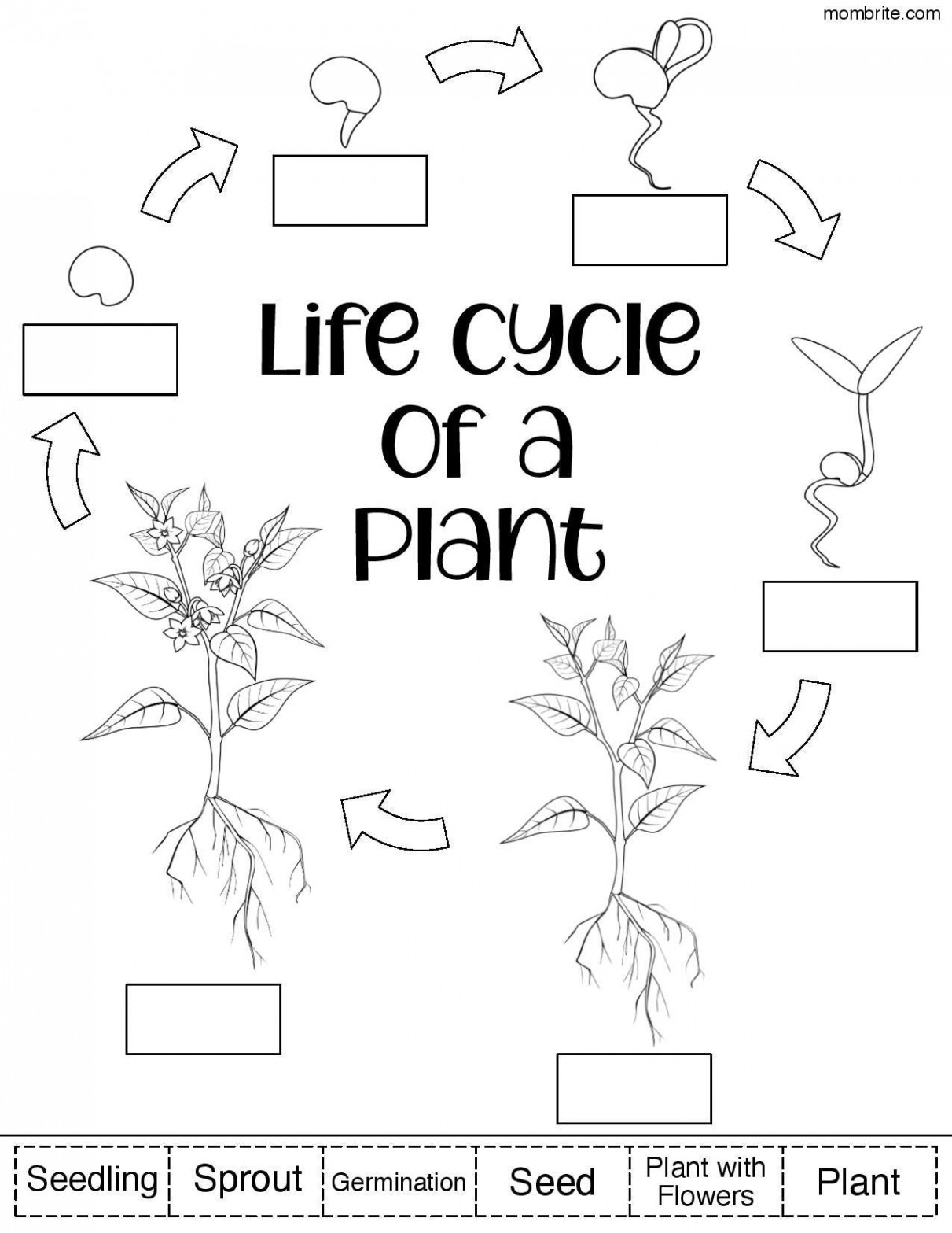 Plant Life Cycle for Kids [Free Worksheets]  Plant life cycle