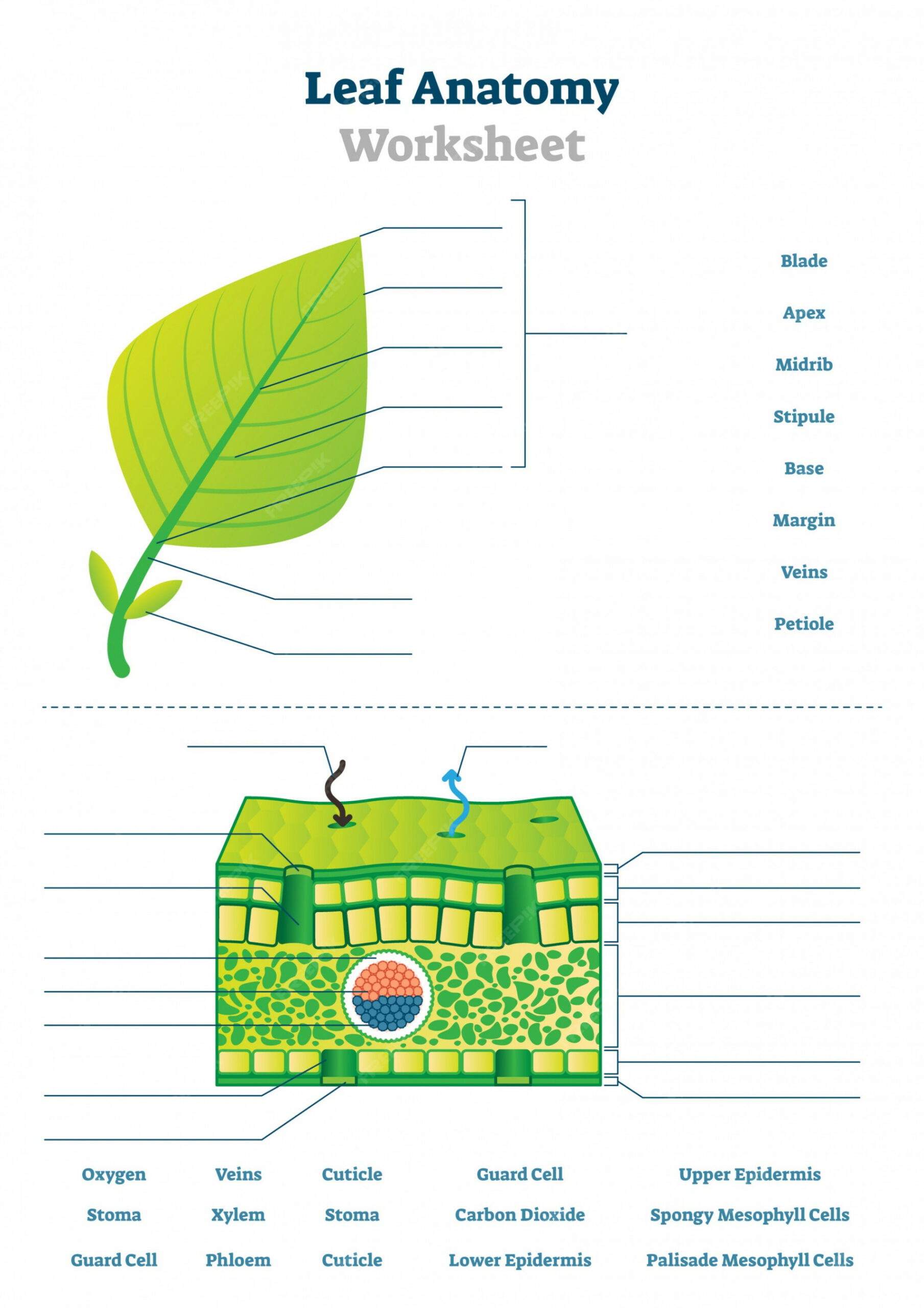 Premium Vector  Leaf anatomy worksheet illustration