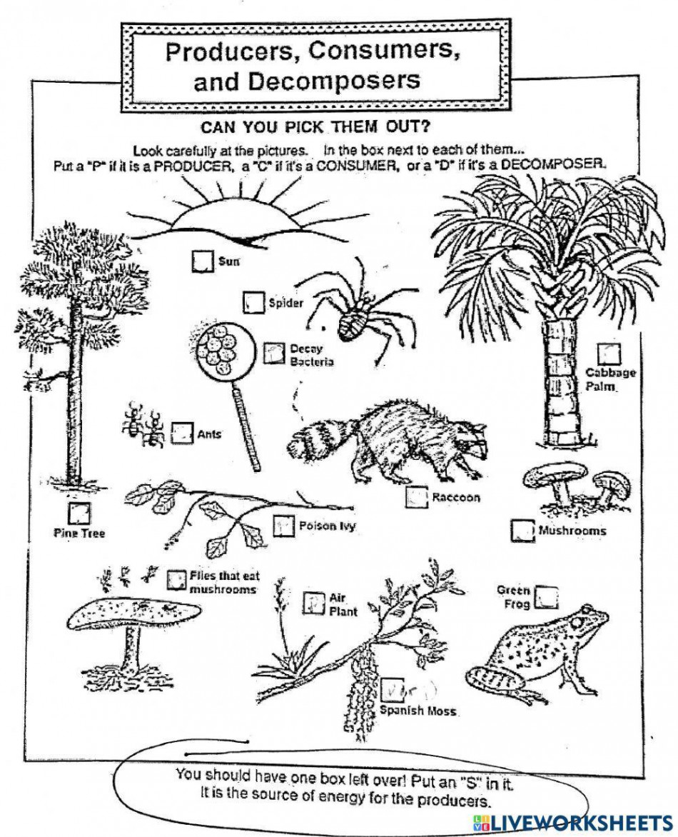 Producers, consumers, decomposers worksheet  Live Worksheets