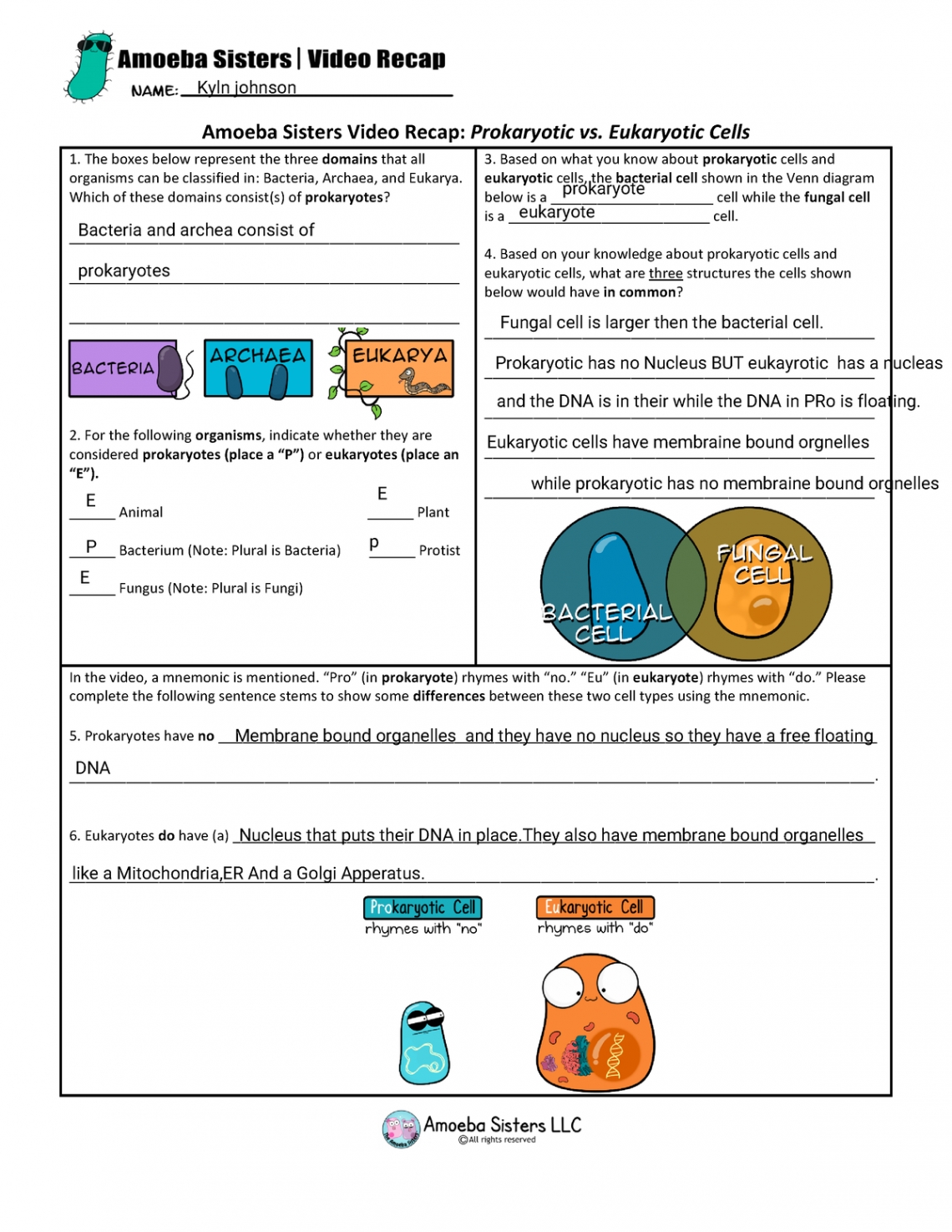 Prokaryotic vs - free answers lets do this ghuysss - Amoeba