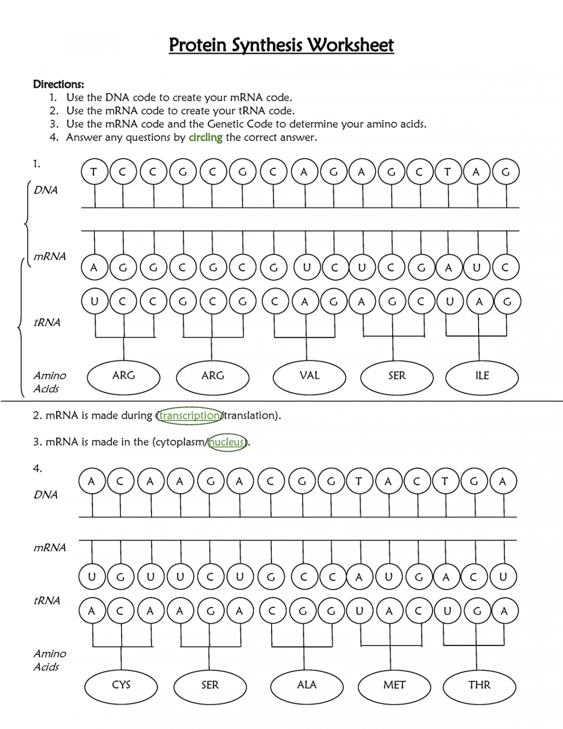 Protein Synthesis Worksheet and Answer Key - Protein Synthesis