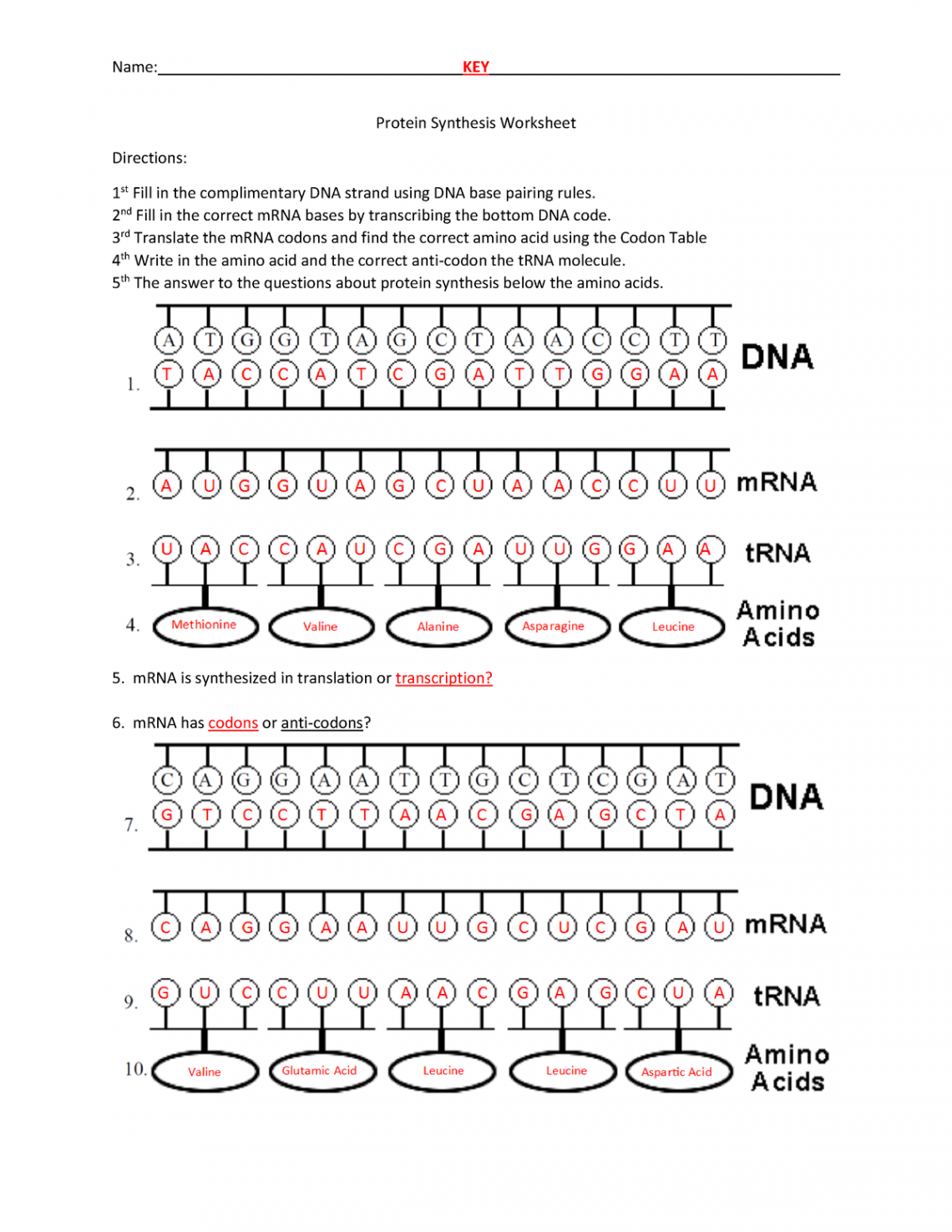 Protein synthesis worksheet key  - Name: KEY Protein Synthesis