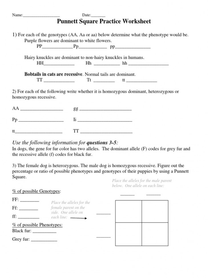 Punnett Square Practice Worksheet (Edited) PDF  PDF  Dominance