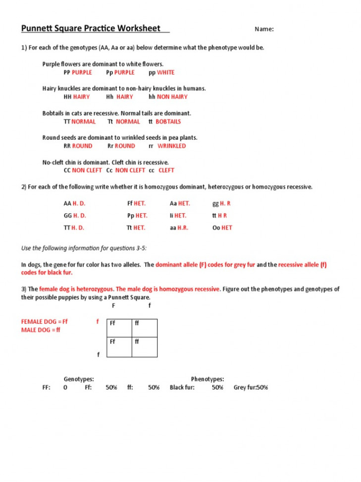 Punnett Square Practice Worksheet: Name: )  PDF  Dominance