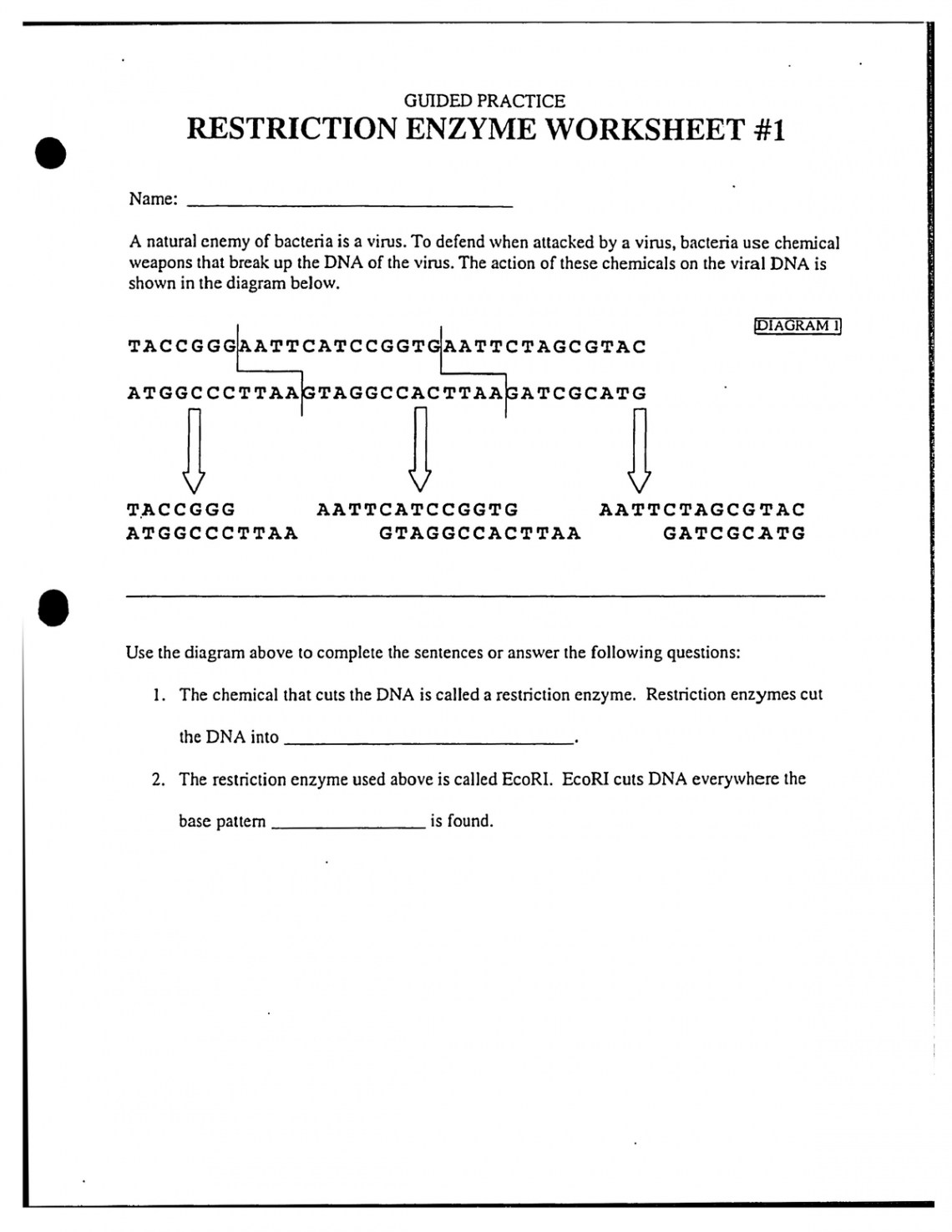 restriction enzyme activity - Name: RESTRICTION ENZYME