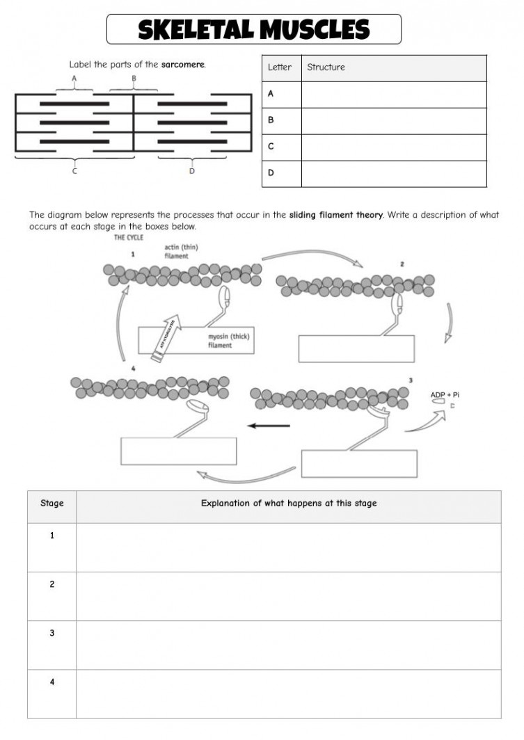 Skeletal Muscles and Sliding Filament Theory  Teaching Resources