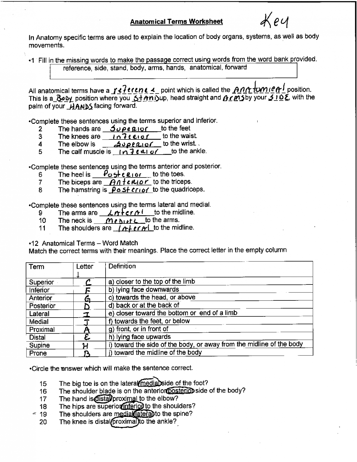 SOLUTION: Anatomical terms worksheet review key - Studypool