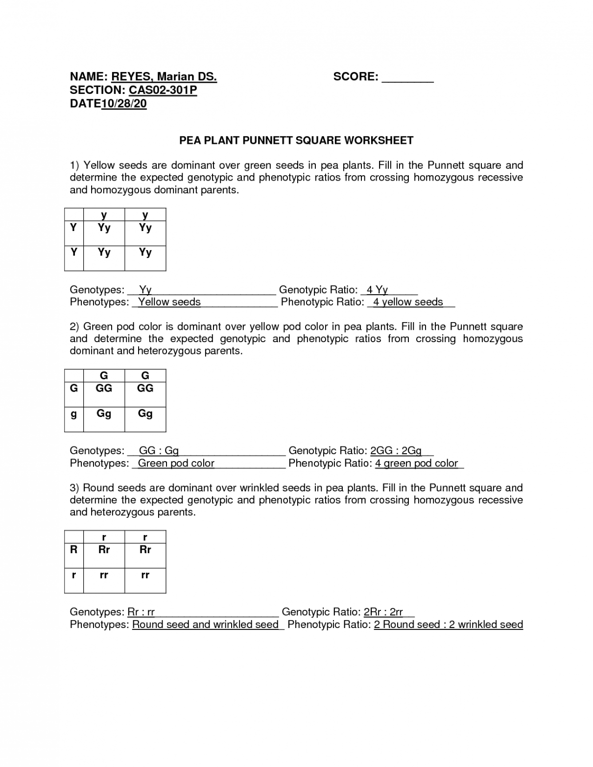 SOLUTION: Pea plant punnett square worksheet reyes marian ds p