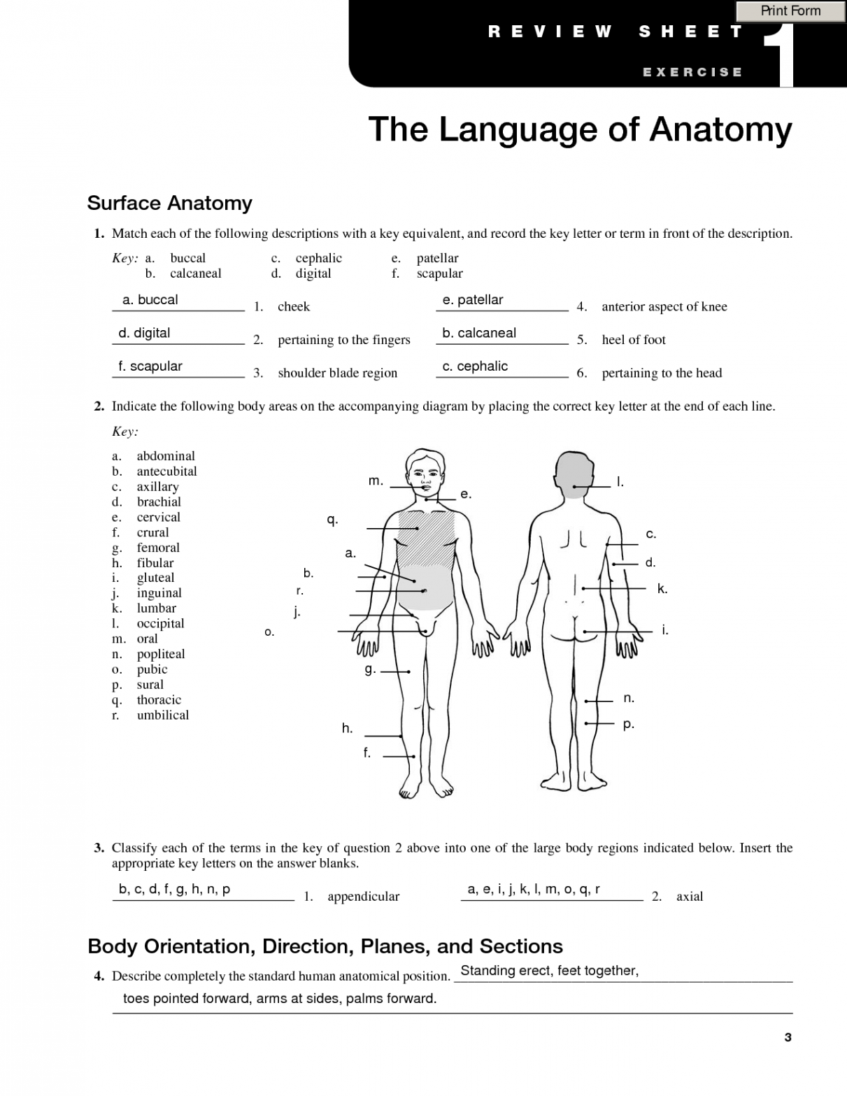 SOLUTION: The Language of Anatomy Worksheet - Studypool