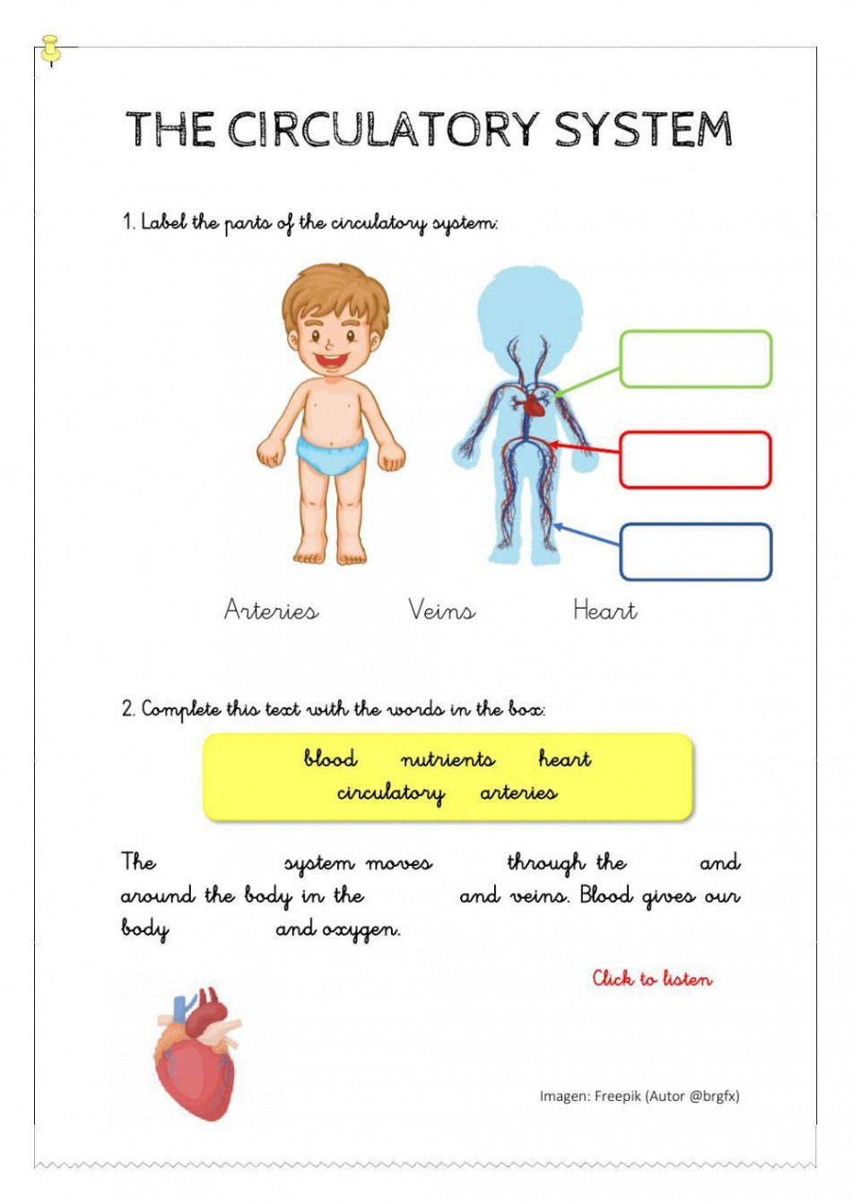 The circulatory system interactive worksheet  Live Worksheets