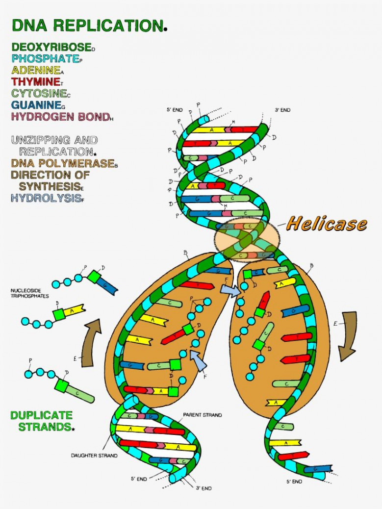 The Double Helix Coloring Worksheet Answer Key  Dna replication