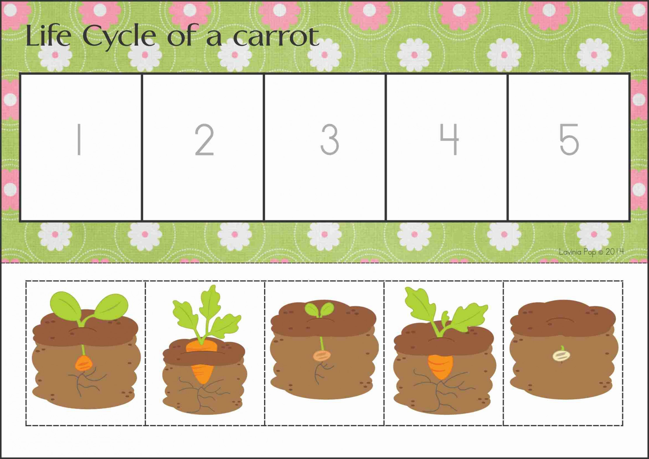 The Life Cycle Of A Carrot Worksheet