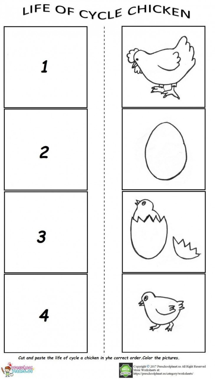 The life cycle of a chicken worksheet  Life cycles kindergarten