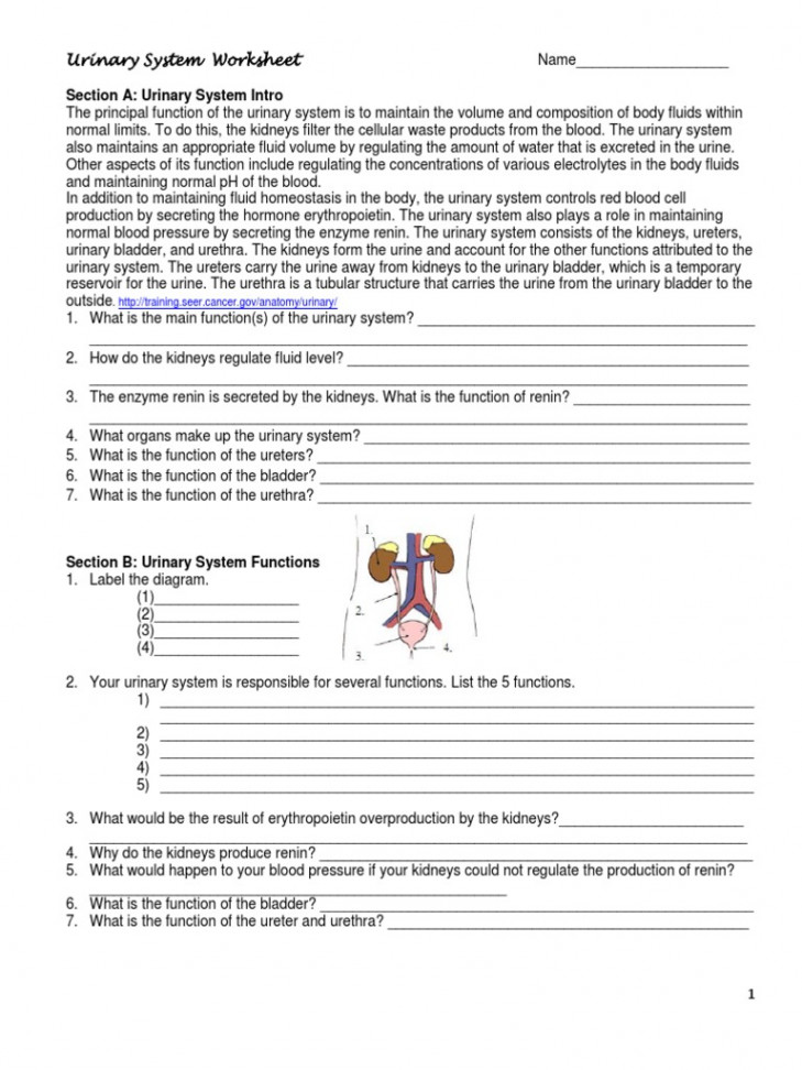 Urinary System Worksheet  PDF  Kidney  Urinary System