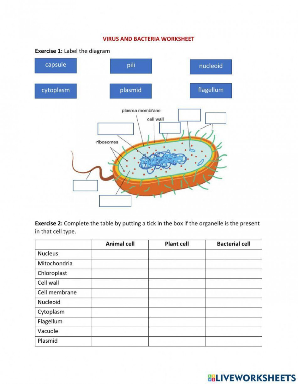 Viruses and bacteria worksheet  Live Worksheets