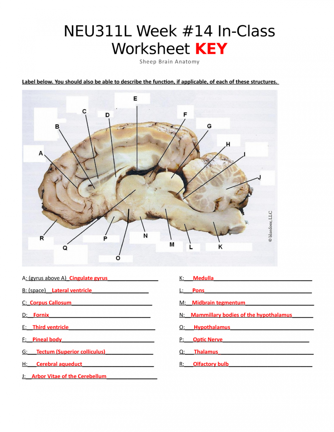 Week  worksheet Sheep brain neuroanatomy Online S KEY