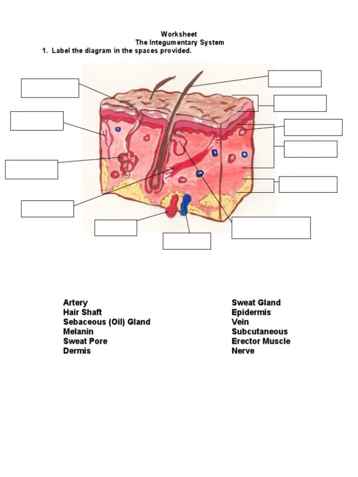 Worksheet The Integumentary System  PDF