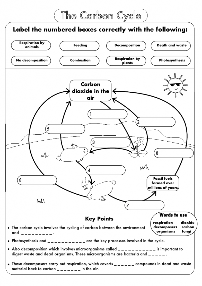 GCSE Biology: Carbon Cycle worksheets and A wall posters UPDATED