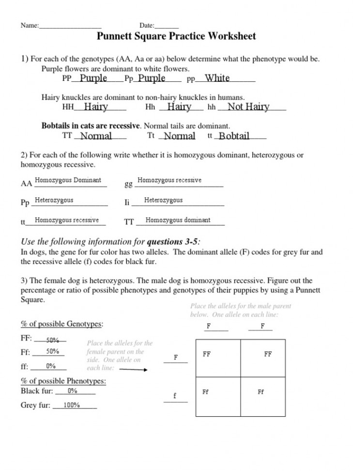 Kami Export - Patrick McKeown - Punnett Square Practice Worksheet