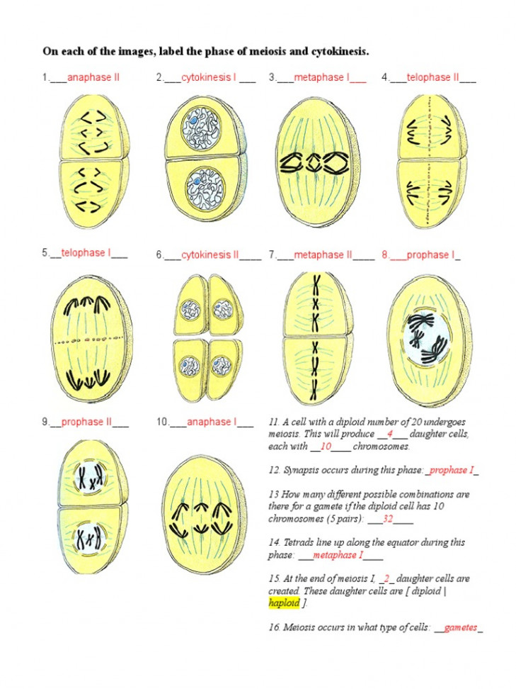 Meiosis Pictures Worksheet Answers xkxf  PDF