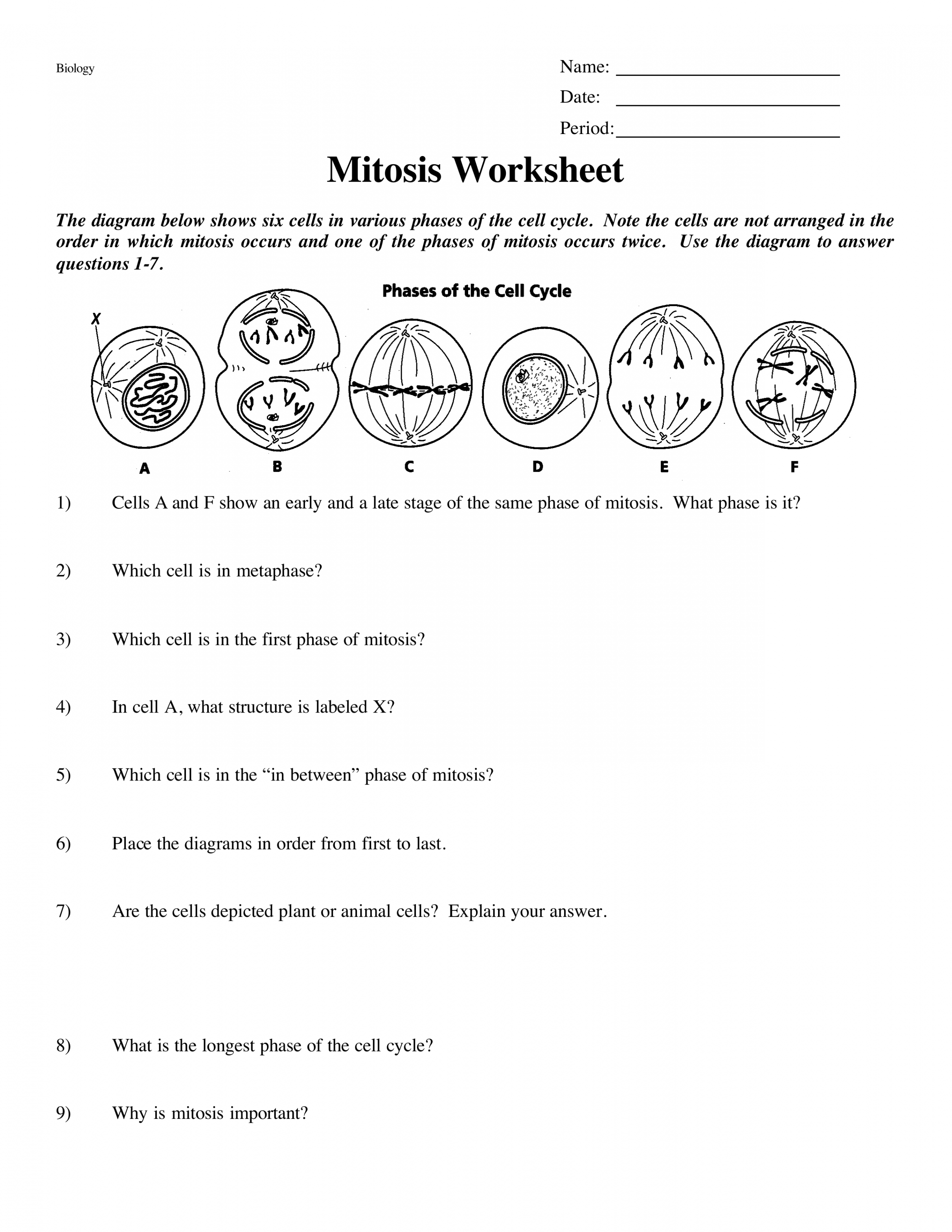 Mitosis Worksheet - Jacob Haddock  Library  Formative