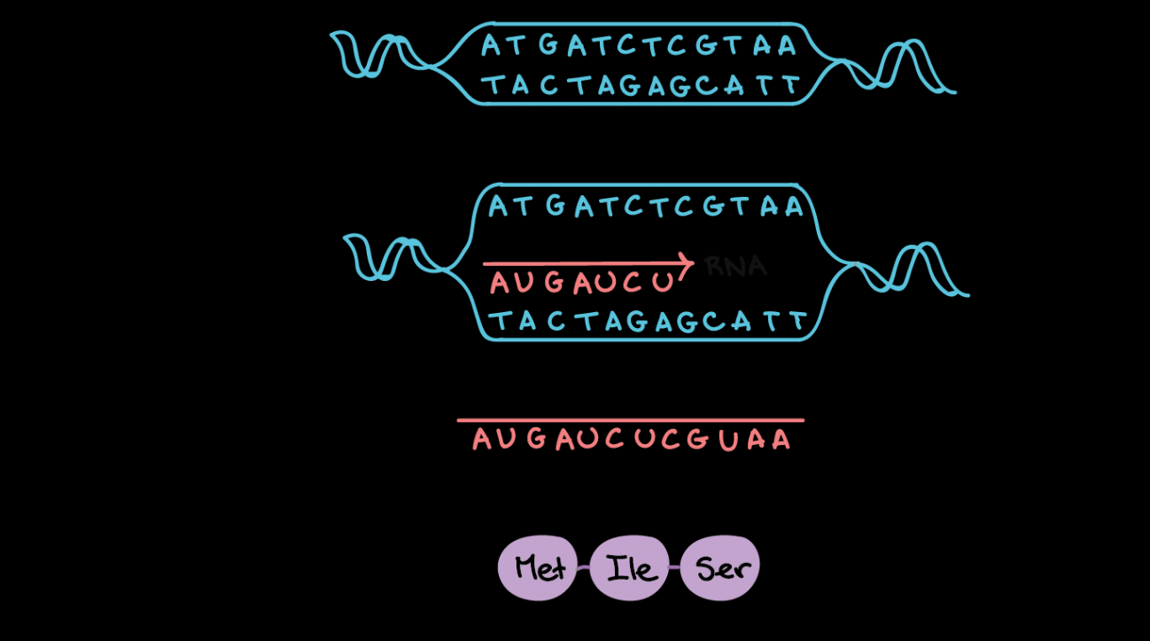 Transcription: an overview of DNA transcription (article)  Khan